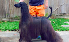 世界上最漂亮的狗，毛发长又柔顺成了网红，受人追捧